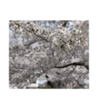 2024年桜（停止画言葉なし）✅（個別スタンプ：18）