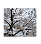 2024年桜（停止画言葉なし）（個別スタンプ：24）