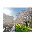 2024年桜（停止画言葉なし）（個別スタンプ：29）