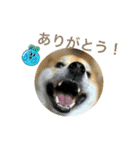 しば犬ポンタくん（個別スタンプ：1）