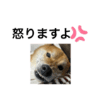 しば犬ポンタくん（個別スタンプ：3）