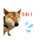 しば犬ポンタくん（個別スタンプ：4）