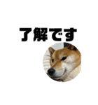 しば犬ポンタくん（個別スタンプ：10）