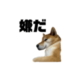 しば犬ポンタくん（個別スタンプ：11）
