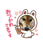 しば犬ポンタくん（個別スタンプ：12）
