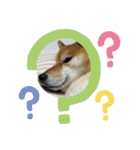 しば犬ポンタくん（個別スタンプ：13）