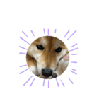 しば犬ポンタくん（個別スタンプ：14）