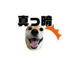 しば犬ポンタくん（個別スタンプ：16）