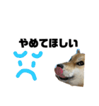 しば犬ポンタくん（個別スタンプ：19）