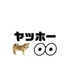 しば犬ポンタくん（個別スタンプ：20）