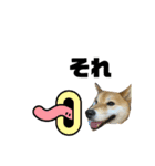 しば犬ポンタくん（個別スタンプ：22）