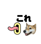 しば犬ポンタくん（個別スタンプ：23）