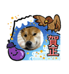 しば犬ポンタくん（個別スタンプ：27）