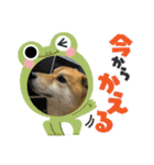 しば犬ポンタくん（個別スタンプ：31）