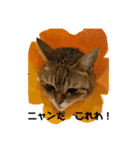 にゃんニャン❤️（個別スタンプ：1）
