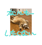 にゃんニャン❤️（個別スタンプ：9）
