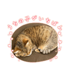 にゃんニャン❤️（個別スタンプ：13）
