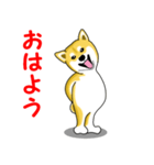 柴犬気質（個別スタンプ：1）