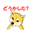 柴犬気質（個別スタンプ：13）