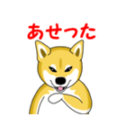 柴犬気質（個別スタンプ：14）