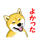 柴犬気質（個別スタンプ：16）