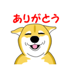 柴犬気質（個別スタンプ：17）