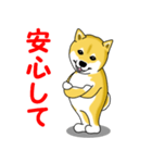 柴犬気質（個別スタンプ：19）