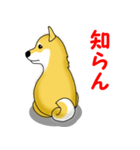 柴犬気質（個別スタンプ：24）