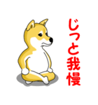 柴犬気質（個別スタンプ：29）