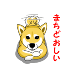 柴犬気質（個別スタンプ：35）