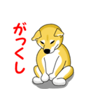 柴犬気質（個別スタンプ：37）