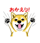 柴犬気質（個別スタンプ：38）