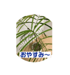 観葉植物だいすき（個別スタンプ：1）
