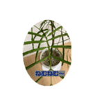 観葉植物だいすき（個別スタンプ：2）