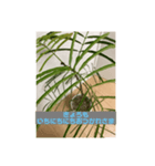 観葉植物だいすき（個別スタンプ：3）