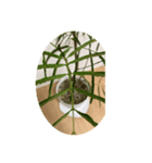 観葉植物だいすき（個別スタンプ：4）