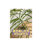 観葉植物だいすき（個別スタンプ：5）