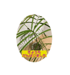 観葉植物だいすき（個別スタンプ：6）