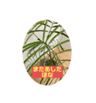 観葉植物だいすき（個別スタンプ：7）