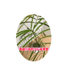 観葉植物だいすき（個別スタンプ：8）