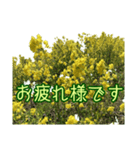 春の優しい菜の花（個別スタンプ：7）