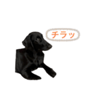 Dorla's sticker ;)（個別スタンプ：15）