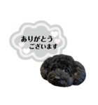 クロ グレー（個別スタンプ：1）