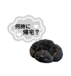 クロ グレー（個別スタンプ：3）