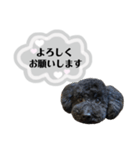 クロ グレー（個別スタンプ：4）