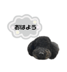 クロ グレー（個別スタンプ：5）
