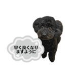 クロ グレー（個別スタンプ：9）