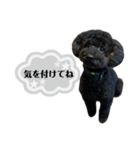 クロ グレー（個別スタンプ：12）