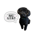 クロ グレー（個別スタンプ：13）