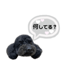 クロ グレー（個別スタンプ：14）